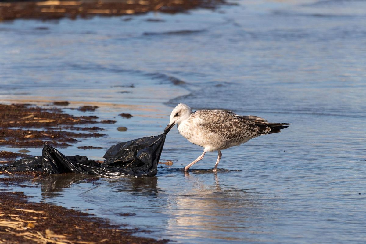 Una gaviota busca alimento en una bolsa de basura en una playa.
