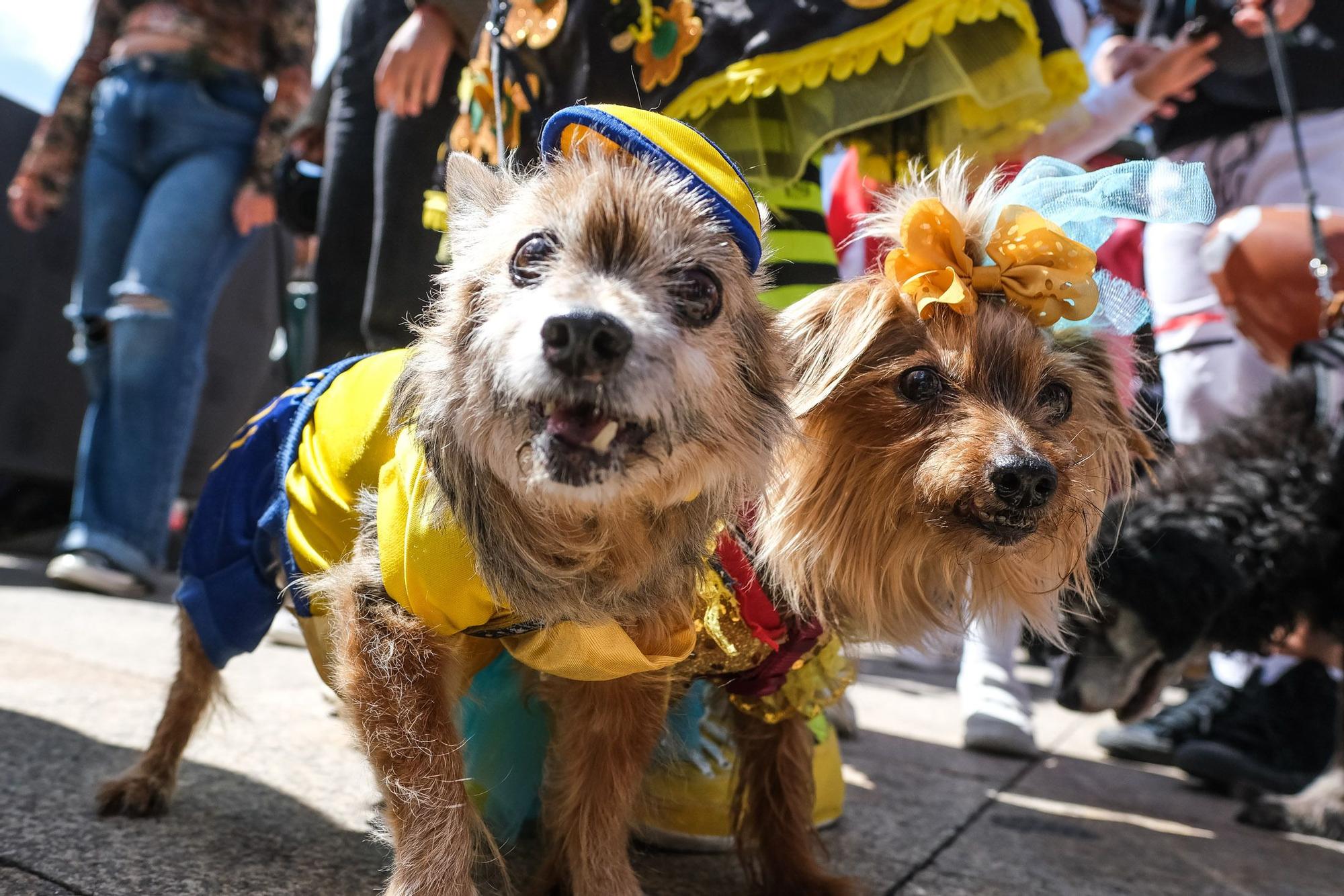 Carnaval Canino de Las Palmas 2022