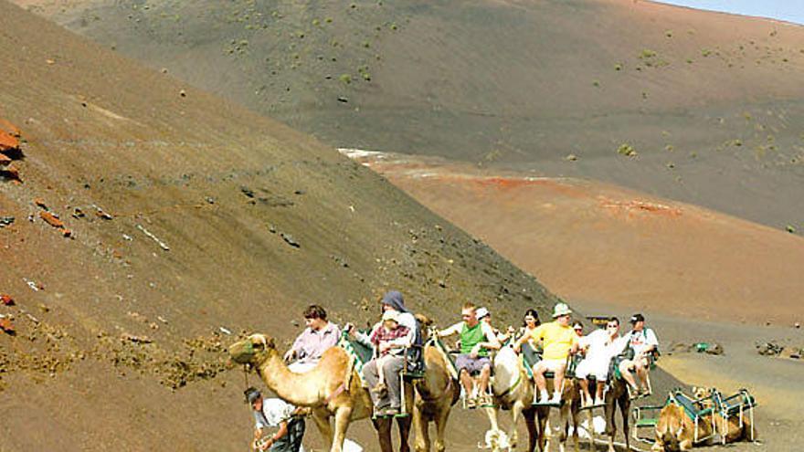 Caravana de camellos en el Parque Nacional de Timanfaya.