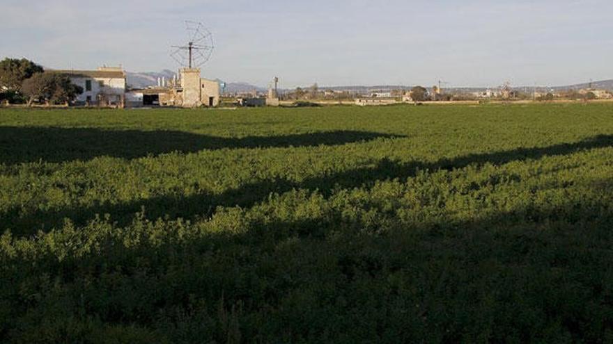 El GOB pide parar la urbanización de Son Bordoy por ser una operación &quot;vinculada al PSOE y Sa Nostra&quot;