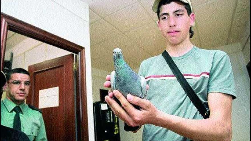 Una paloma mensajera en el cuartel