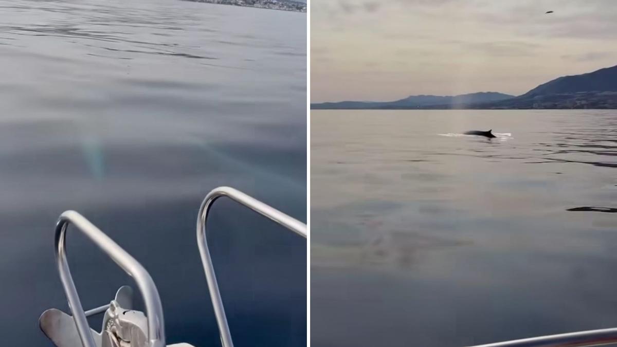 La segunda ballena más grande del mundo se deja ver en aguas malagueñas.