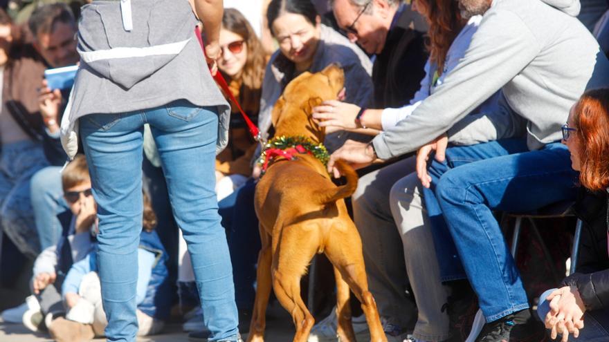 L&#039;Eliana ofrece un nuevo curso gratuito de enseñanza canina