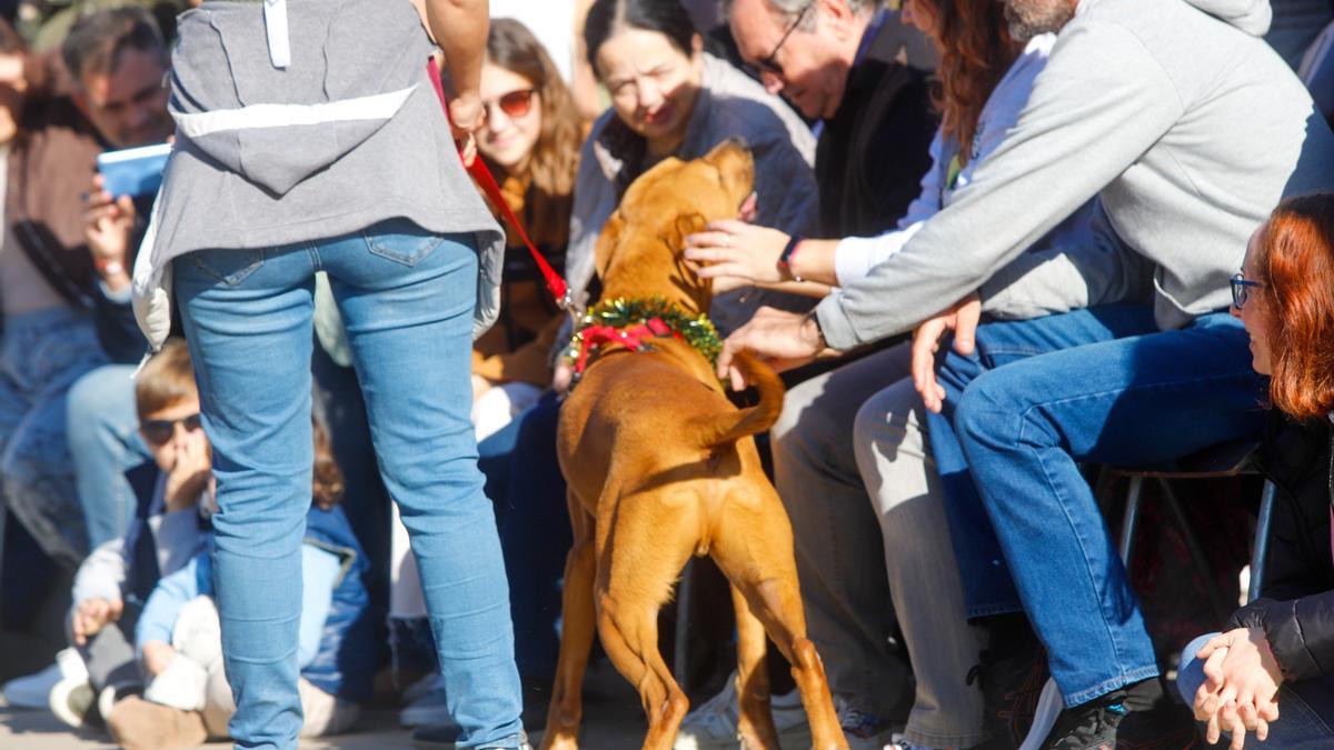 Más de 30 perros desfilan para encontrar una familia adoptante