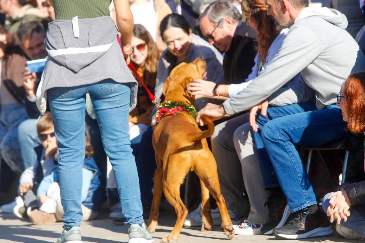 Más de 30 perros desfilan para encontrar una familia adoptante