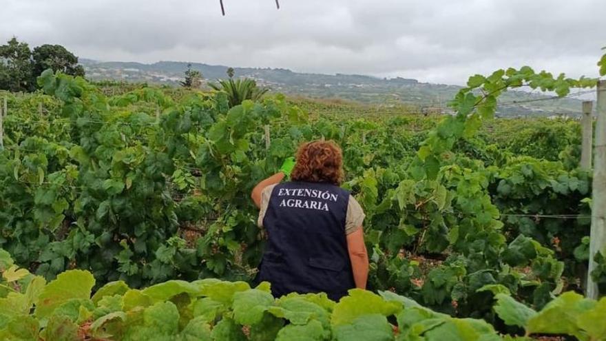 ¿Qué debe hacer el viticultor de Tenerife si aparece la filoxera en sus viñas?