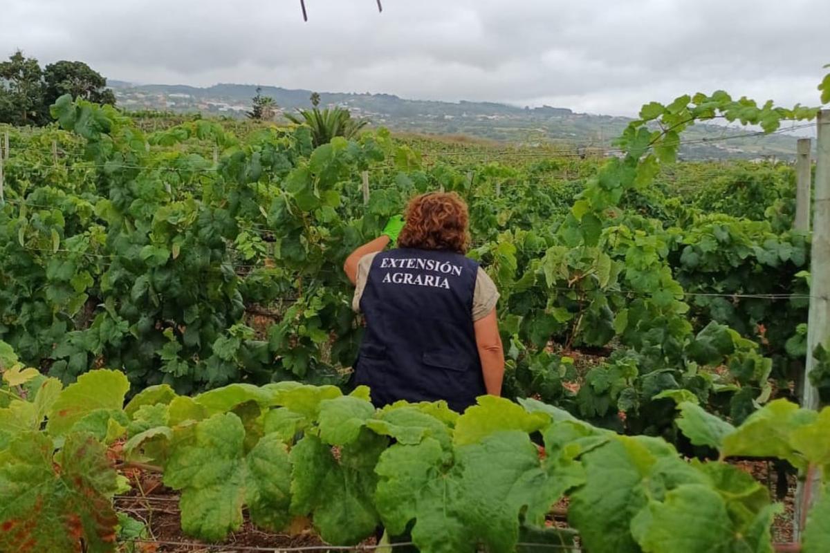 Una inspectora del Cabildo de Tenerife durante un control de filoxera en una finca de Tacoronte