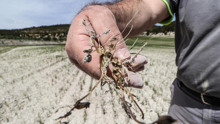 La UMH de Elche concluye que la agricultura sostenible mejora el suelo con sequía y mitiga los efectos del cambio climático