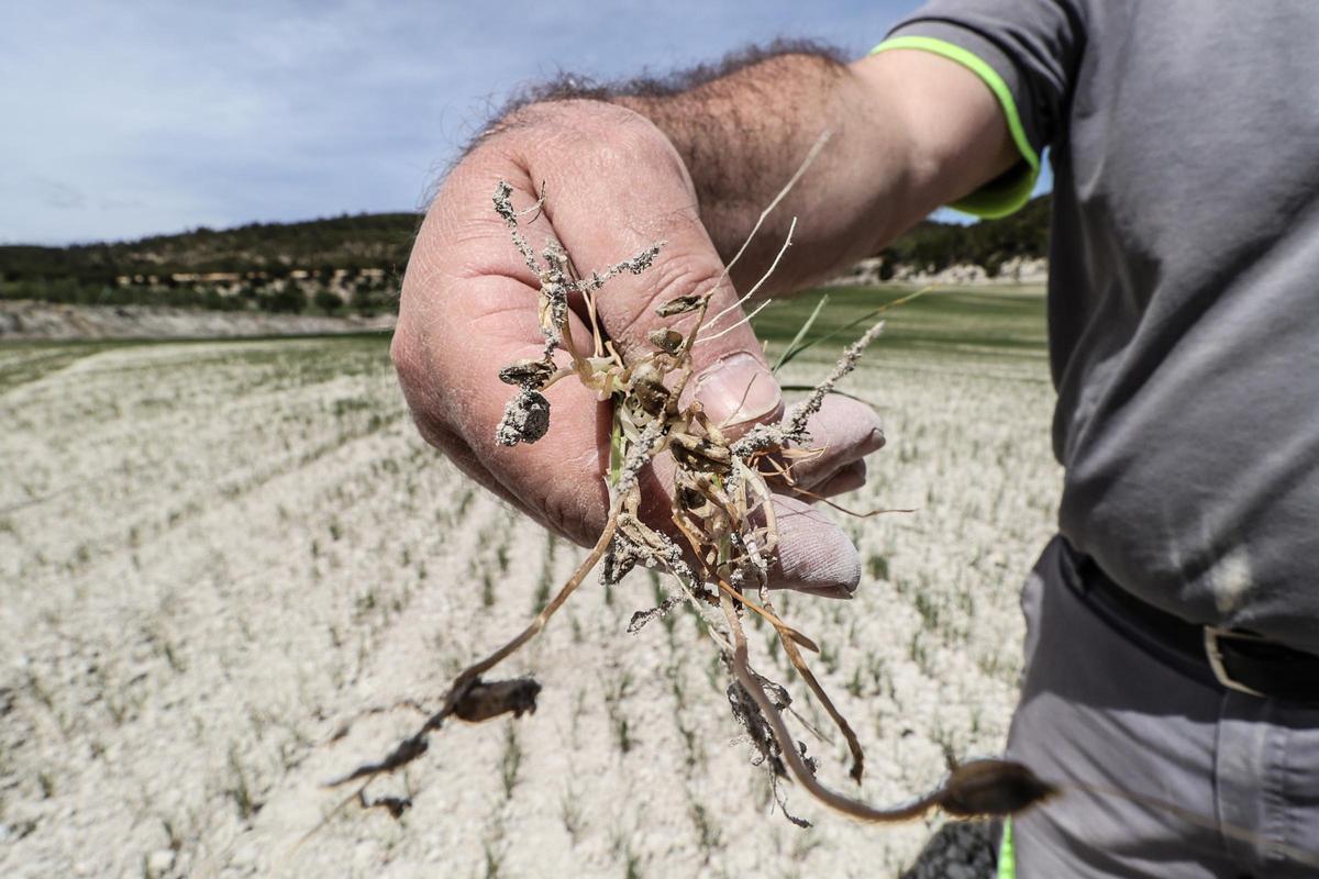 Cereales afectados por la sequía en una finca de la provincia