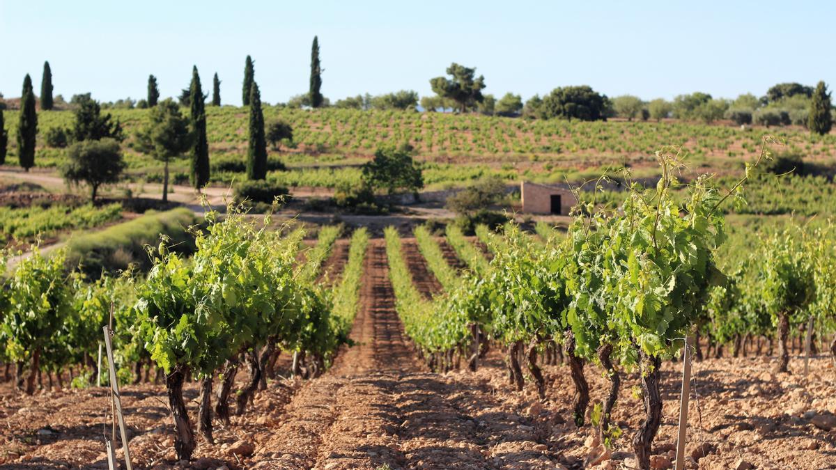 Bodegas Iranzo produce de forma totalmente ecológica gracias a la uva de sus propios viñedos.