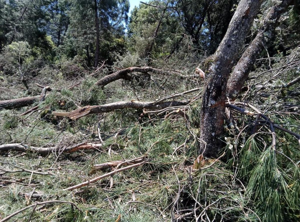 Encinar desbrozado en el Valle del Árrago.