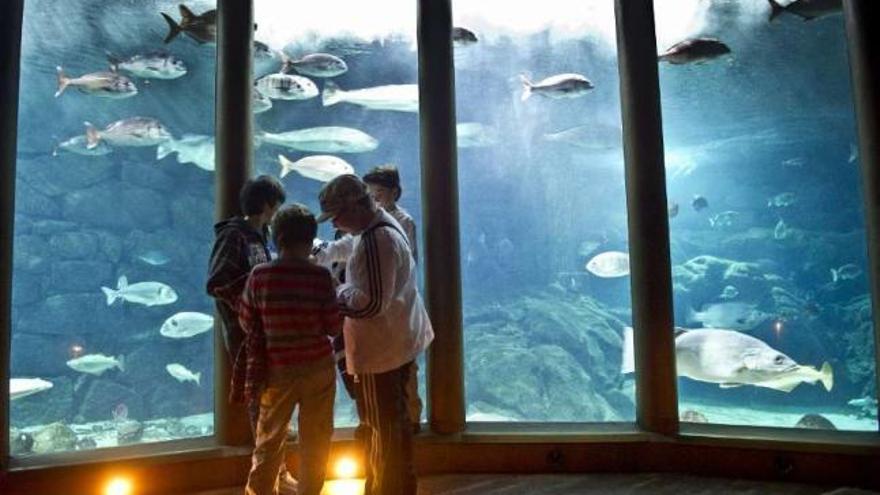 Un grupo de niños, en la Sala Nautilus, de la Casa de los Peces. / fran martínez