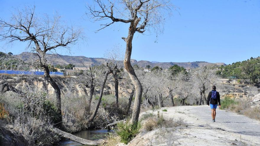 Chopos ilicitanos para reforestar un paraje único de Elche