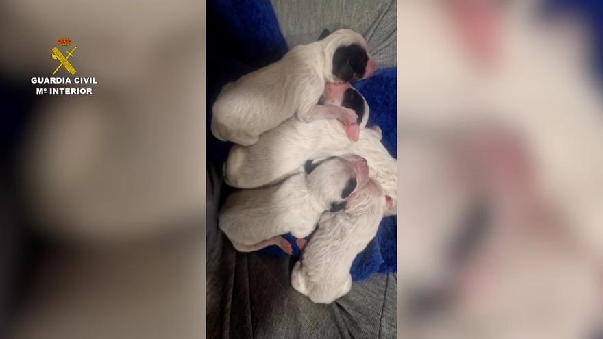 Investigan a un hombre por tirar a ocho cachorros de perro a un contenedor en Valladolid