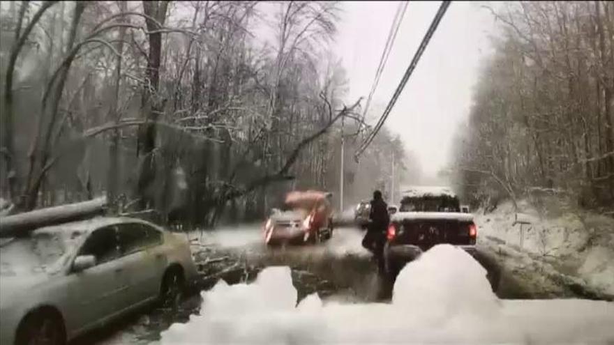 Ilesos de milagro unos bomberos tras precipitarse un árbol sobre su coche