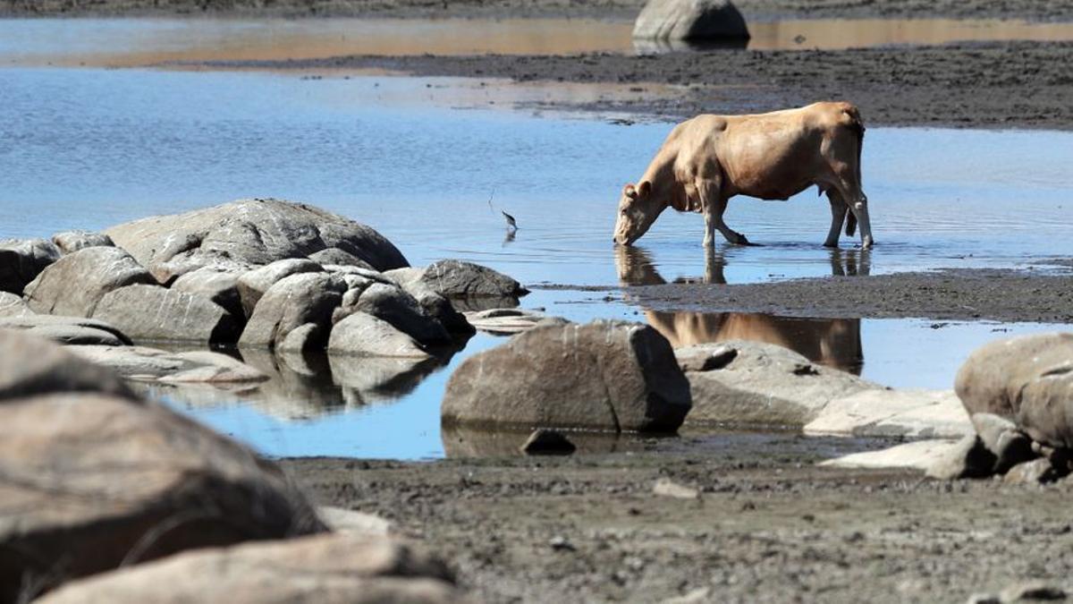 Una vaca bebe agua en la ribera de un embalse en Portugal.