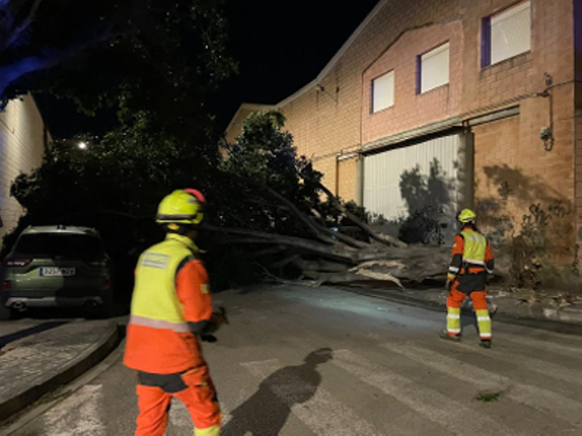 Arbol caído en Benetússer.