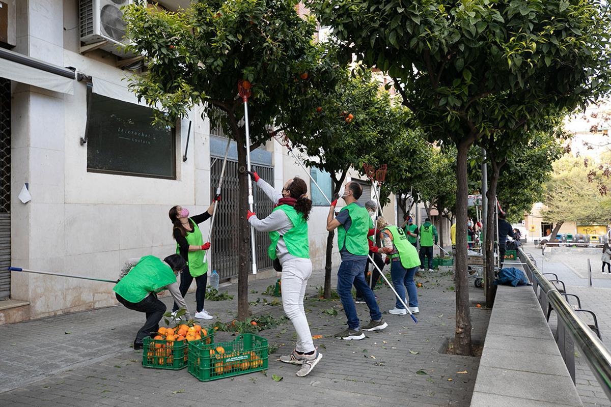 Cullen els fruits dels tarongers de Sant Boi per fer melmelada solidària