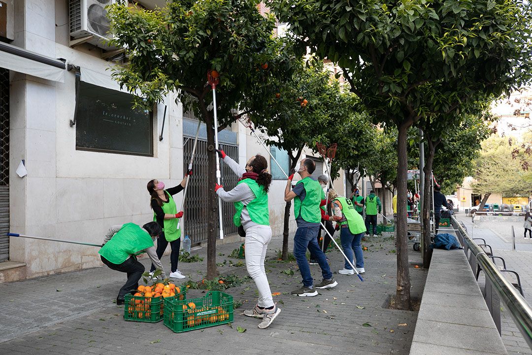 Varias entidades colaboran en la recogida de naranjas con fines solidarios de Sant Boi