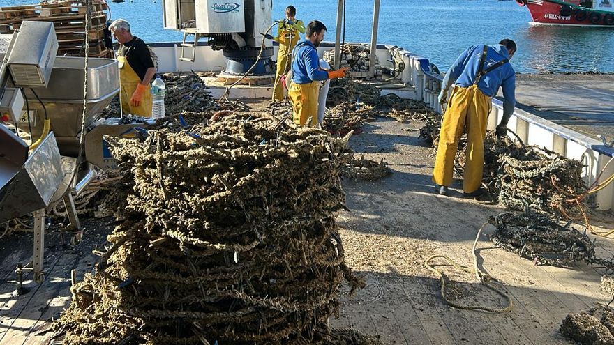 El desove del mejillón acelera la instalación de cuerdas colectoras