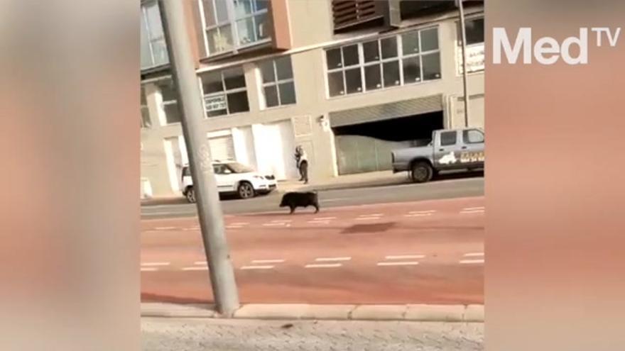 Un jabalí se pasea por el carril del tram en Castelló