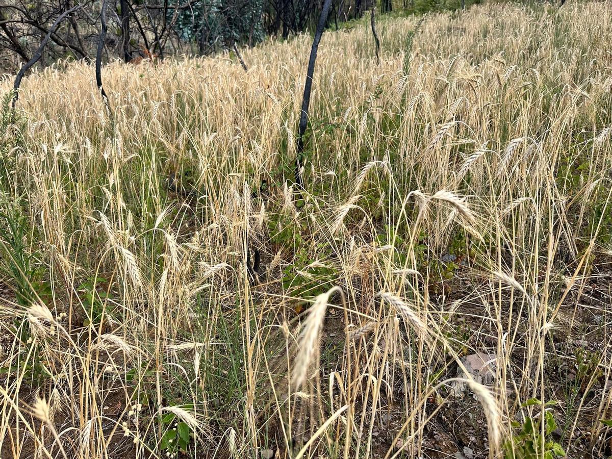 Los resultados obtenidos con el cereal plantado en Regueiro de Focarón.