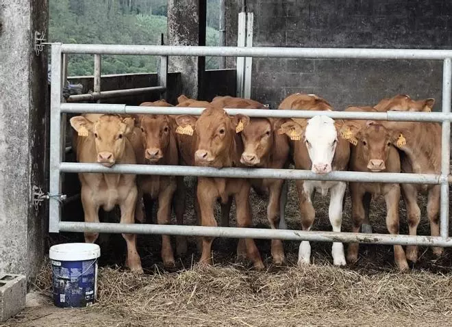 Las últimas vacas con nombre propio de Galicia