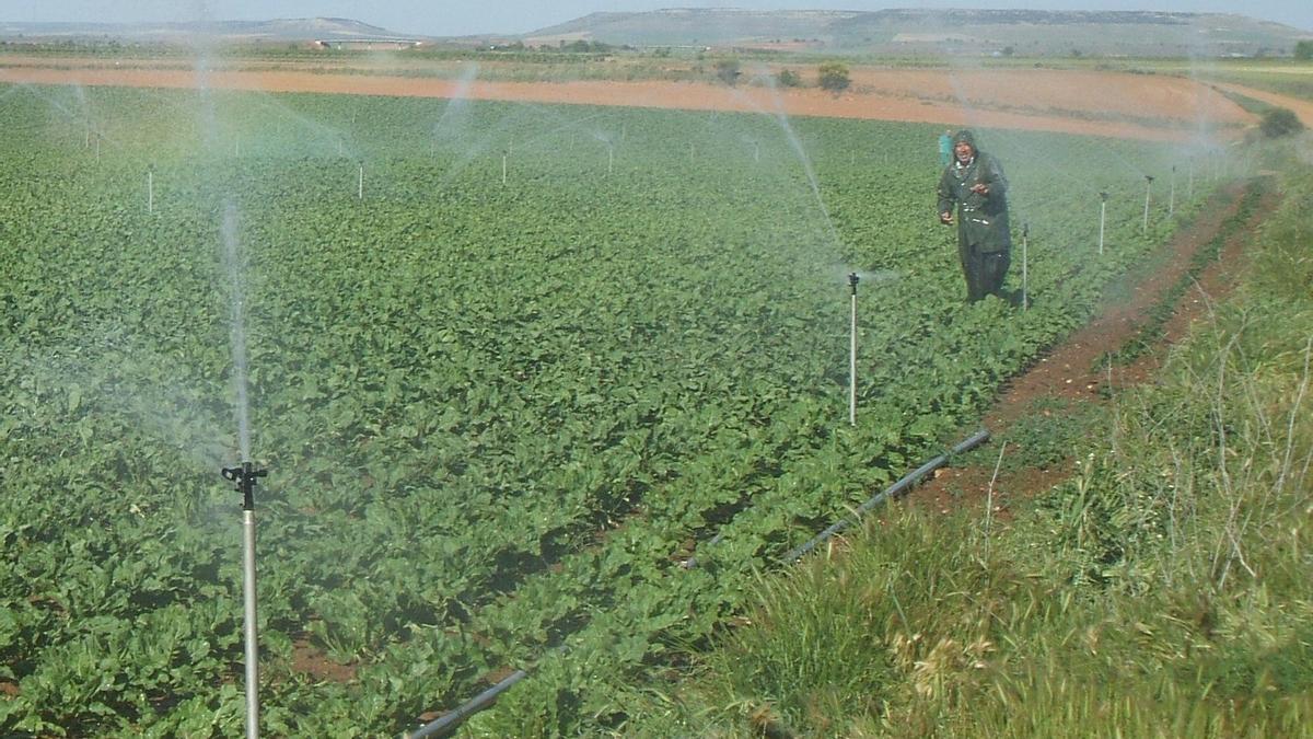 Un agricultor supervisa el sistema de riego de una parcela cultivada en Toro