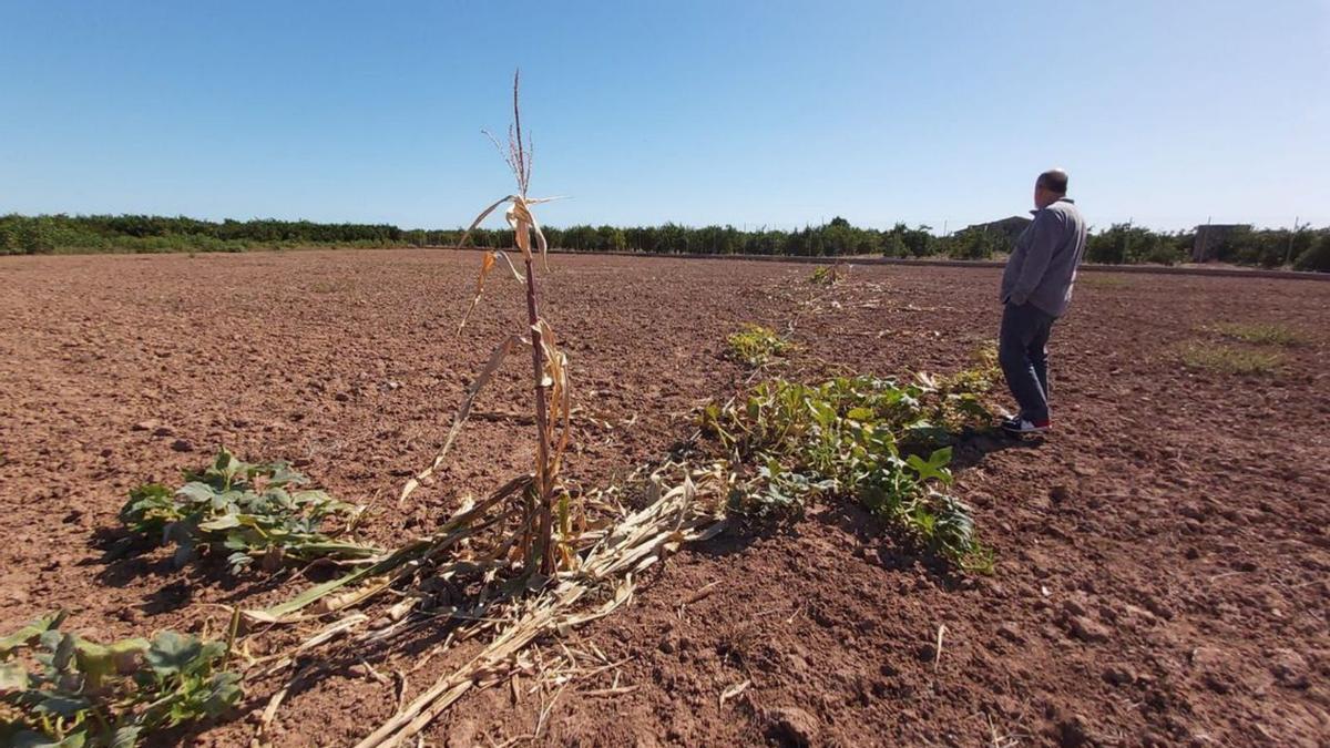 Un agricultor, en  l’Horta.|M.A. Montesinos