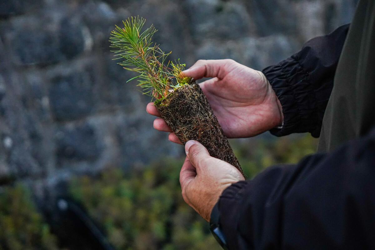 Uso de especies autóctonas