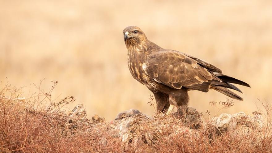 Liberada una aguililla tras ser atendida en Oasis Wildlife Fuerteventura