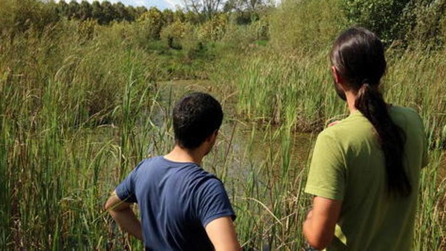 La Fundació Emys construirà dues noves basses per incrementar la població de tortugues d&#039;estany