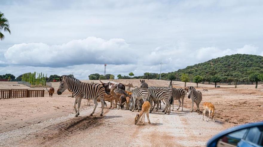 Los animales del Safari de Madrid sobrevivieron al diluvio gracias a sus cuidadores