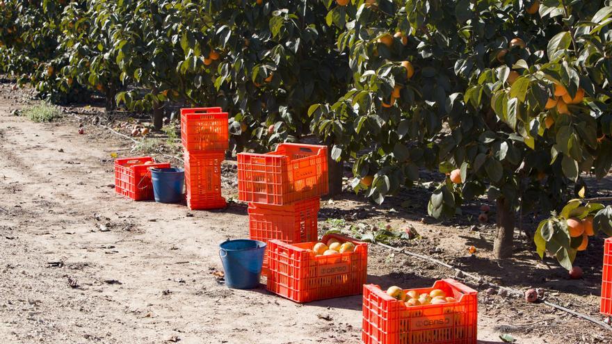 La producción de caqui se duplica en una campaña que augura precios estables