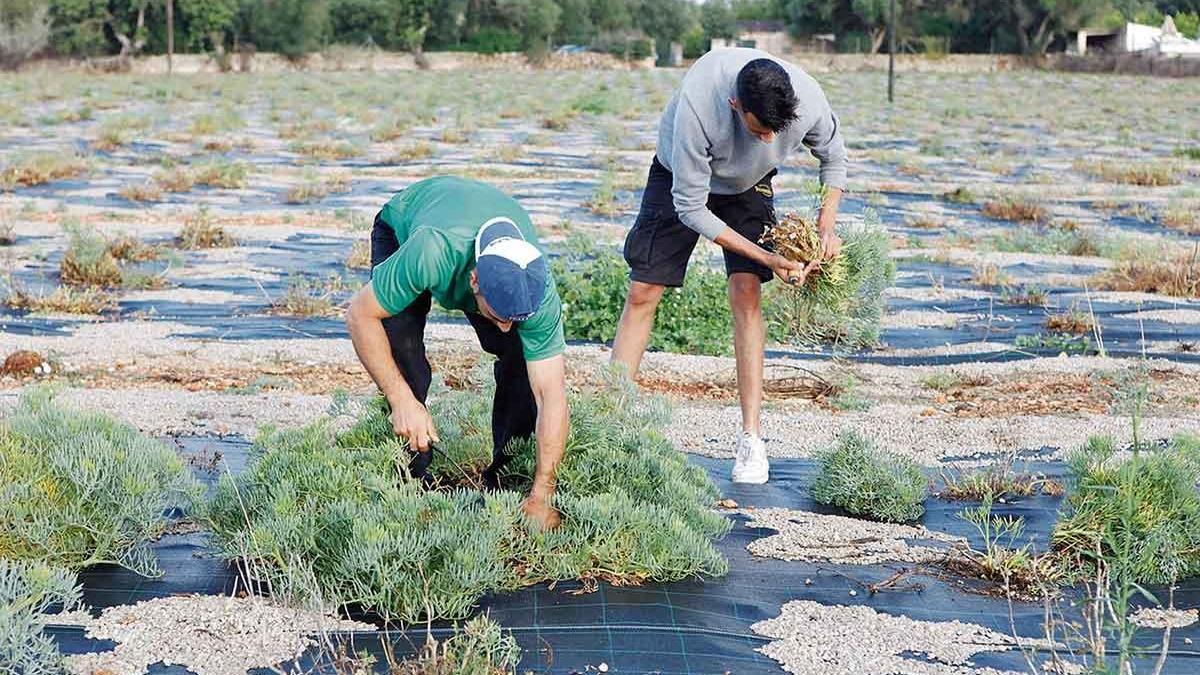 Aus den Samen der Wildpflanze bildeten sich auf dem drei Hektar großen Feld innerhalb von zwei Jahren 5.000 Polster. Zwei Mal im Jahr kann gepflückt werden.