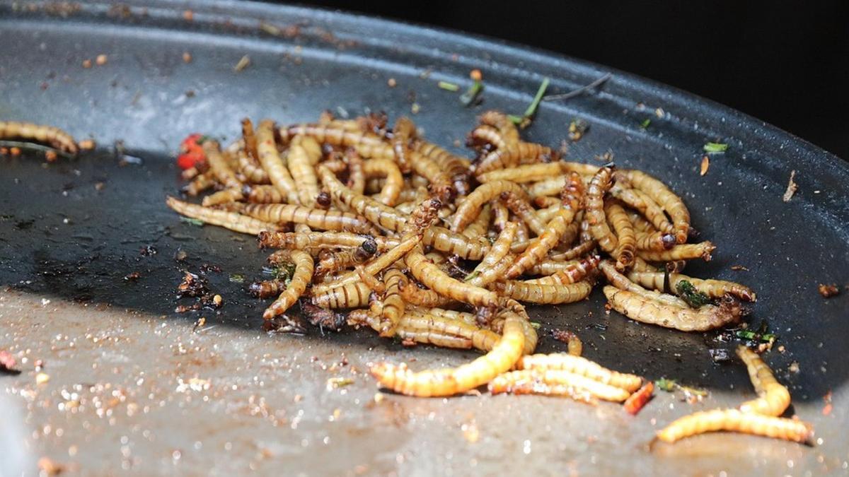 Ejemplares del gusano amarillo de la harina o 'Tenebrio molitor larva', salteados en una sartén