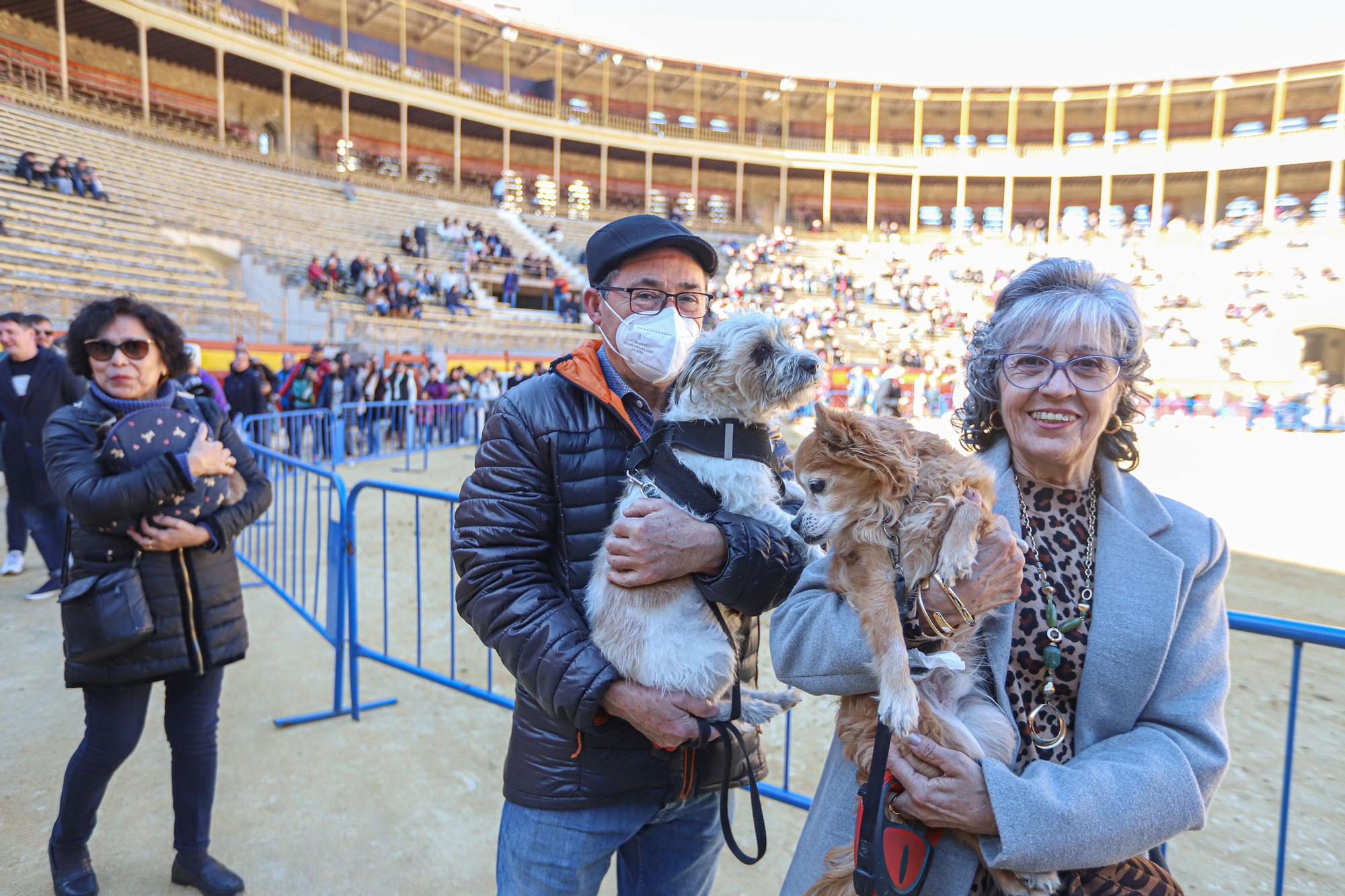 Concurso ecuestre y Bendición de animales por San Antón en Alicante