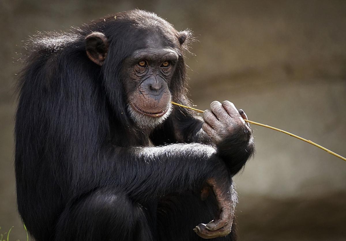 Ejemplar de chimpancé.