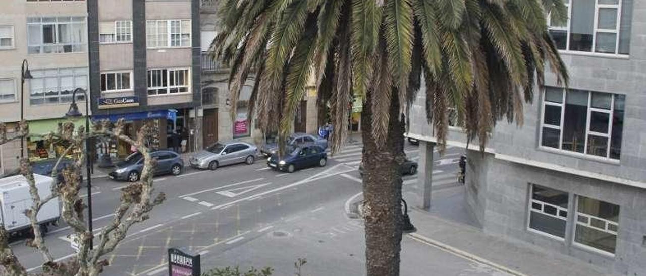 Imagen de la palmera desde el balcón del Concello. // Santos Álvarez