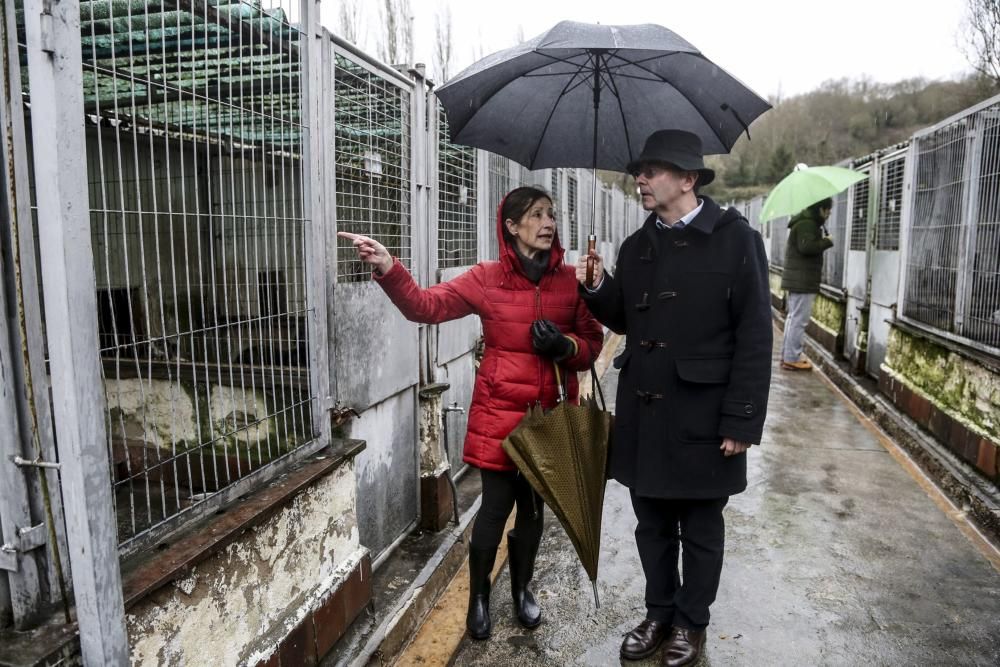 Visita a la perrera municipal de Oviedo tras el cambio de gestión