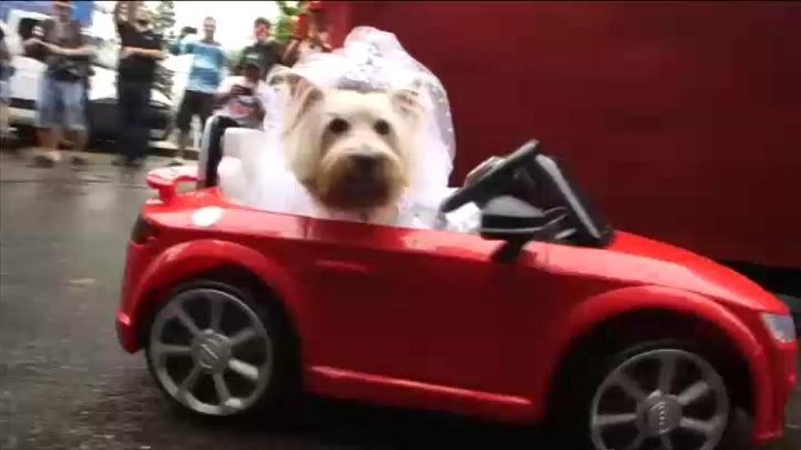 Río de Janeiro acoge su tradicional carnaval canino