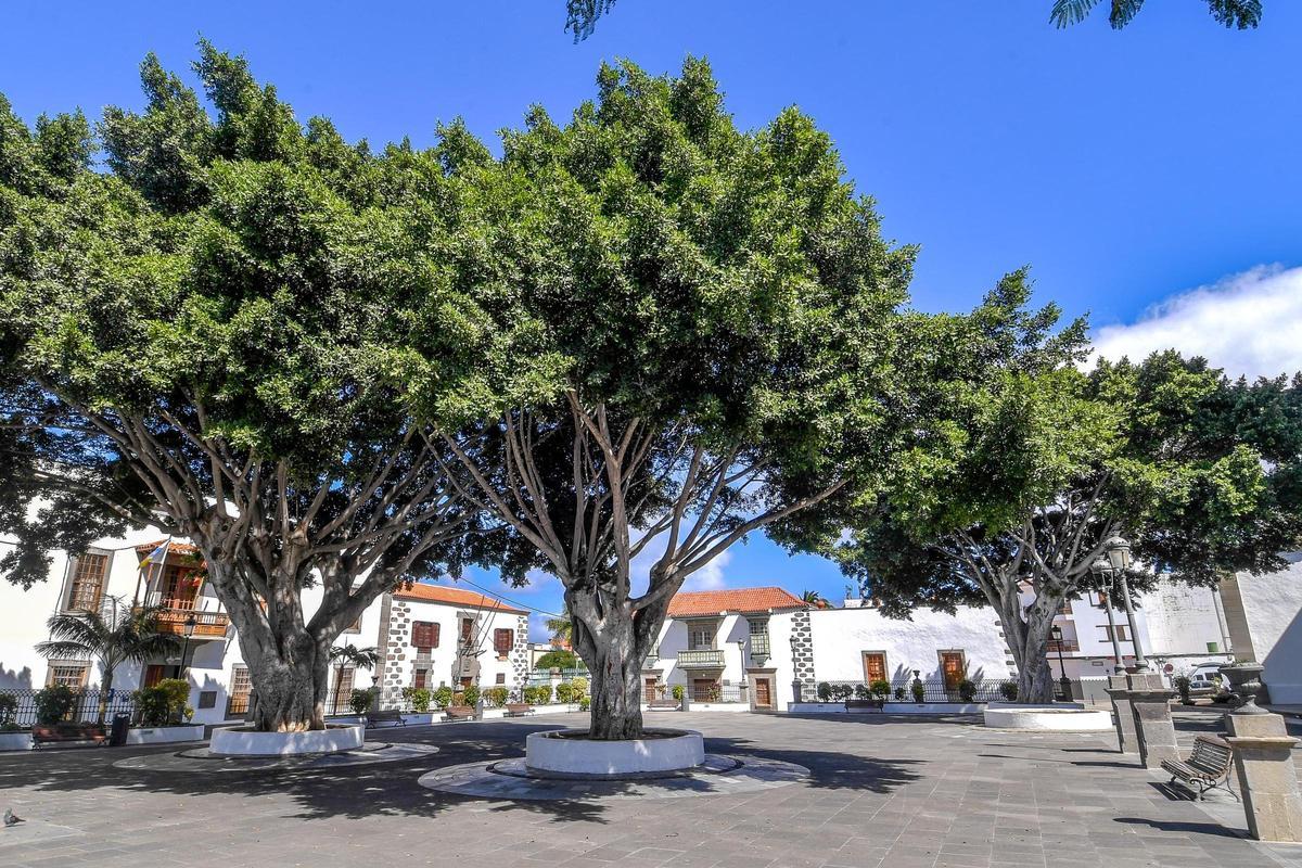Plaza de San Juan con los tres ejemplares centenarios que quedan en pie