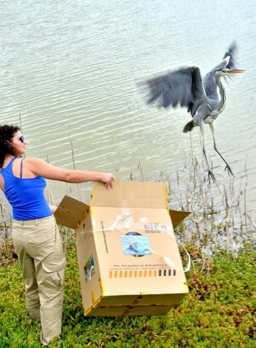 GARZA ÁNADE TORTUGA SUELTA CHARCA MASPALOMAS