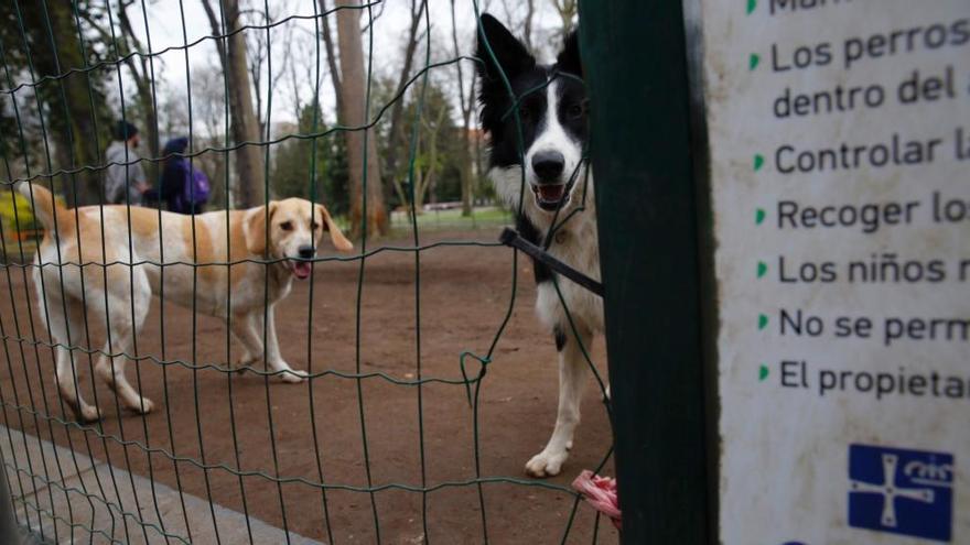 Perros en el espacio habilitado en el Campo San Francisco