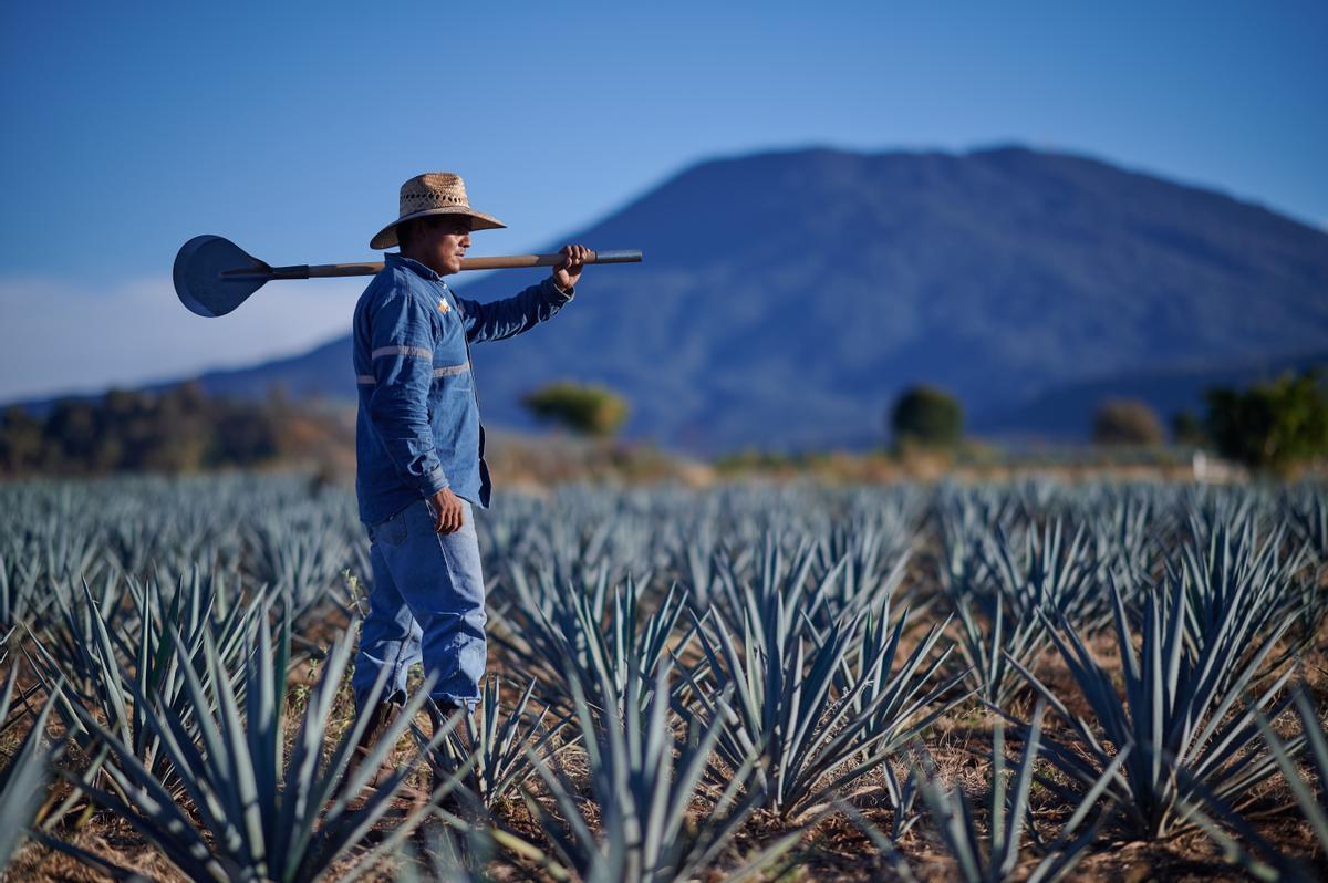 Un jimador rodeado de agaves azules con el Volcán Tequila de fondo.