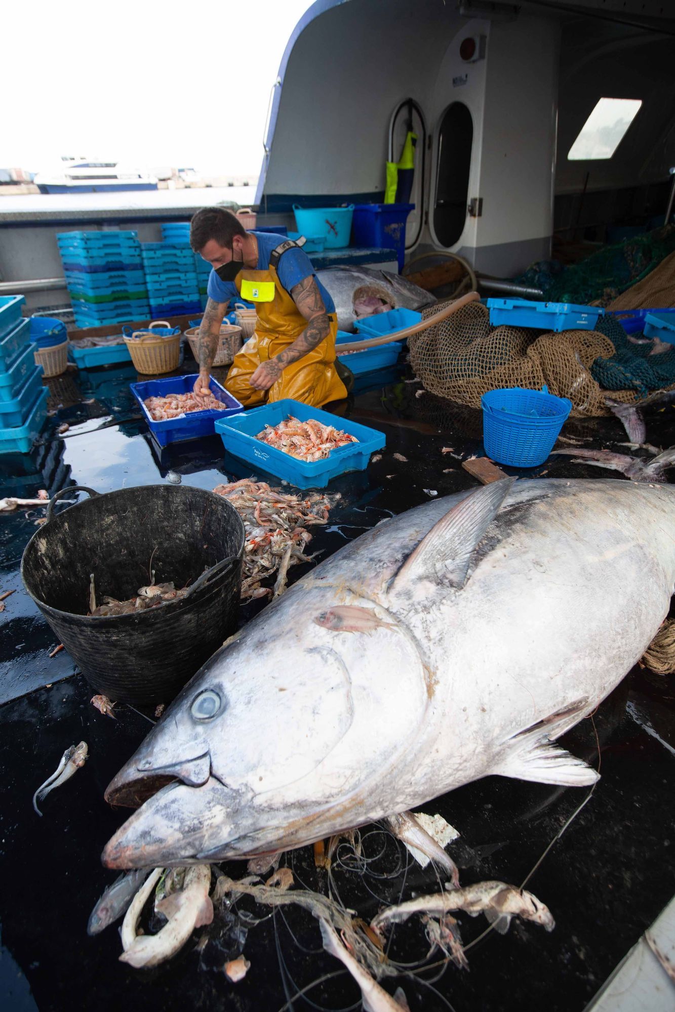 Un pescador de La Vila no sabe qué hacer con 8 atunes capturados por error en Ibiza