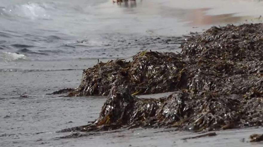 Campaña de concienciación en las playas de Manacor: «La posidonia no es suciedad, es el oxígeno del Mediterráneo»