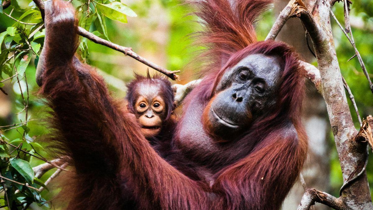 Orangutanes y automedicación: el hallazgo sobre plantas medicinales en Borneo.