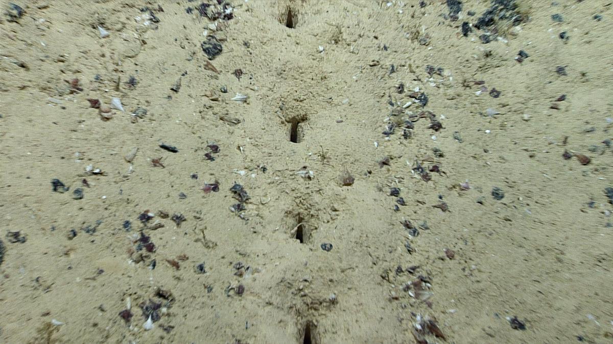 Nadie sabe qué son estos extraños agujeros alineados descubiertos a 2.500 metros de profundidad en el Atlántico.
