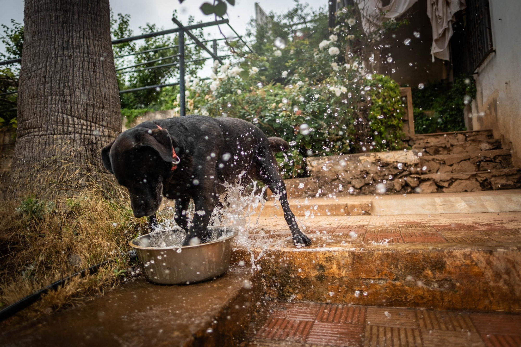 Una guardería para mascotas en Tenerife